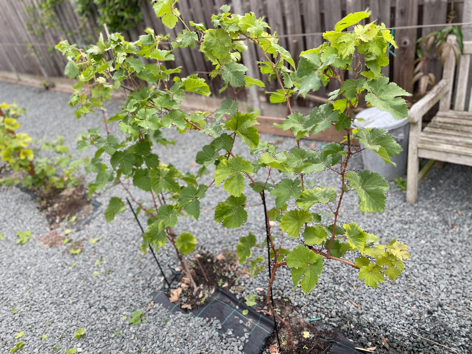 10 st Wijnstok Johanniter op onderstam SO4 Piwi resistent, Tuin en Terras, Ophalen, Overige soorten, Volle zon