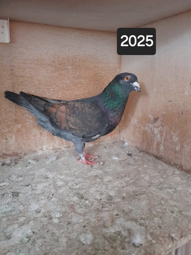 Postduiven, Dieren en Toebehoren, Vogels | Duiven, Meerdere dieren, Postduif