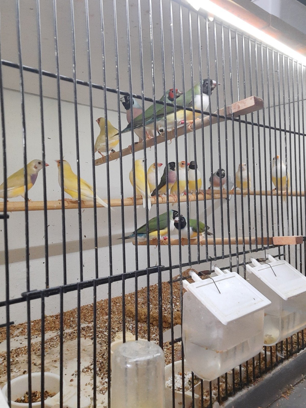 Gouldamadine poppen en mannen, Dieren en Toebehoren, Meerdere dieren, Tropenvogel, Geringd
