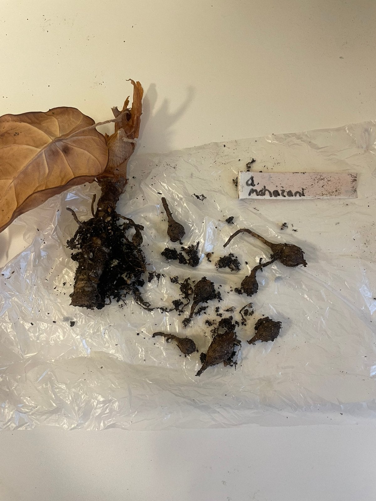 7 knollen Maharani voor 10, Ophalen of Verzenden, Halfschaduw, Minder dan 100 cm