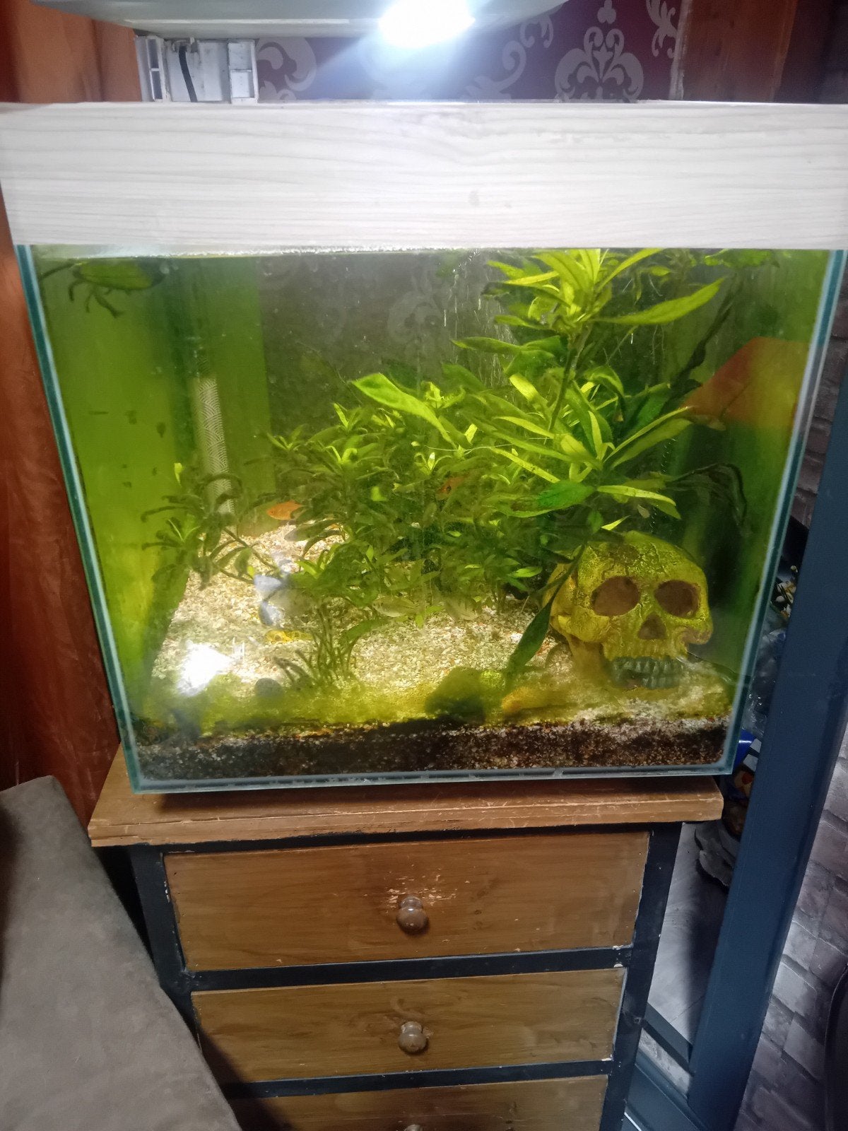 leuk aquarium  40bij40 bij40, Ophalen of Verzenden, Inclusief toebehoren, Gebruikt, Gevuld zoetwateraquarium