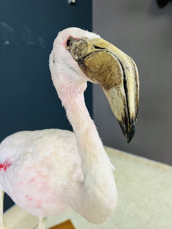 Cubaanse witte Flamingo, taxidermy, Ophalen of Verzenden