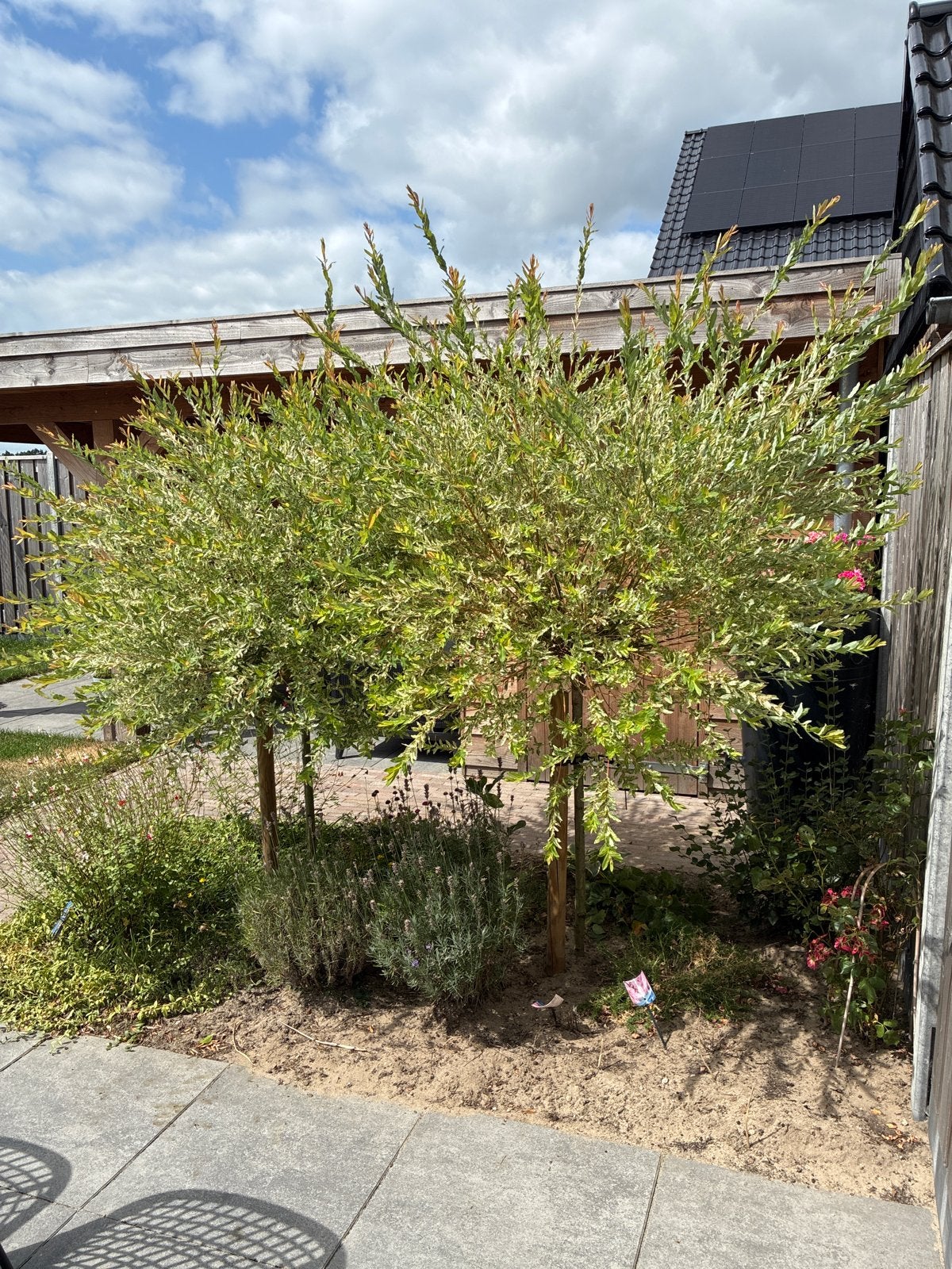 Salix integra 'Hakuro-nishiki' - Japanse wilg op stam, Volle zon, Vaste plant, Lente, Ophalen