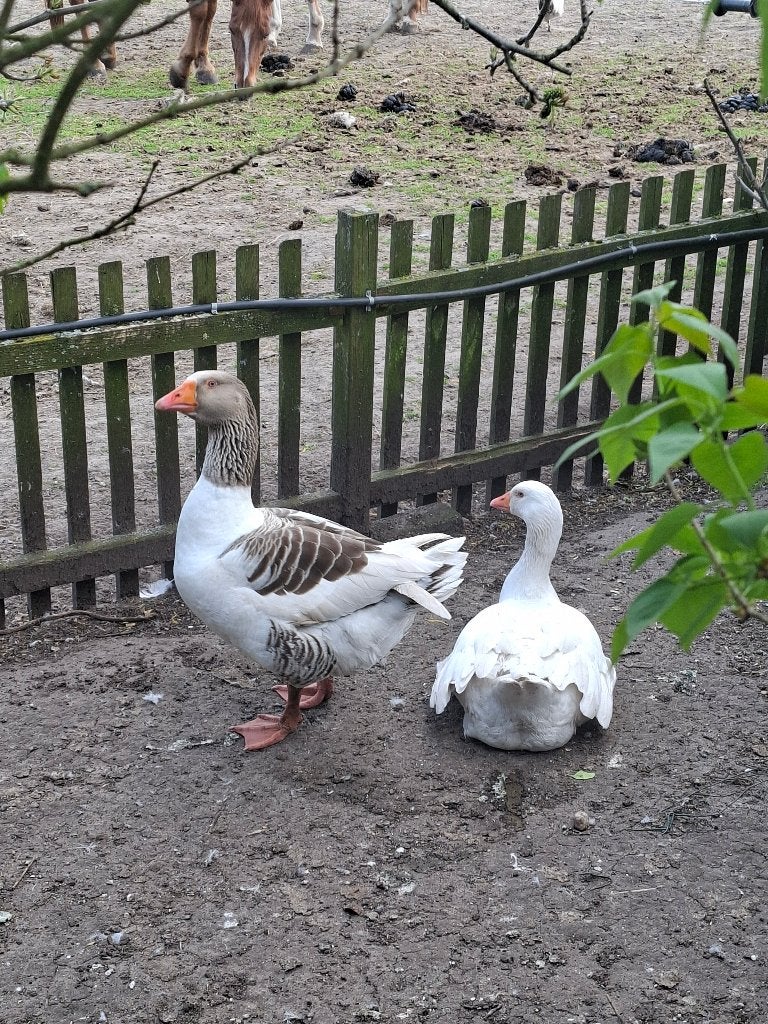 Koppel Boerenganzen., Meerdere dieren, Gans of Zwaan