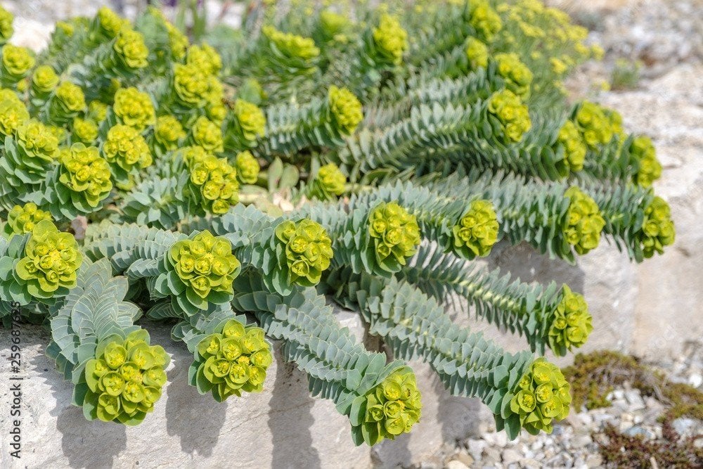 🌼 Euphorbia myrsinitis - mooie, mediterrane bodembedekker, Volle zon, Vaste plant, Lente, Ophalen