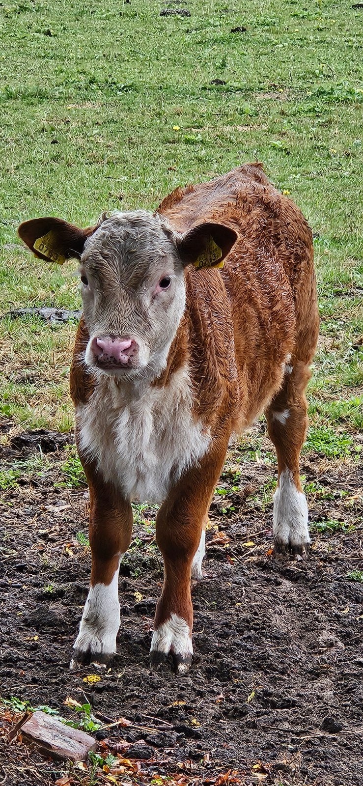Mini Hereford stierkalf, zoogstel, pink en stier., Dieren en Toebehoren, Runderen, Meerdere dieren