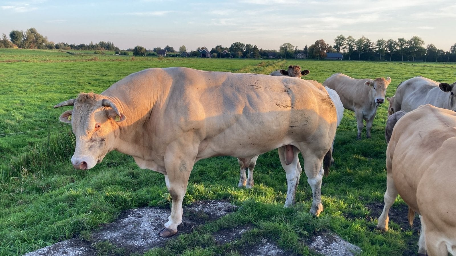 Blonde stier, Dieren en Toebehoren, Mannelijk, 3 tot 6 jaar