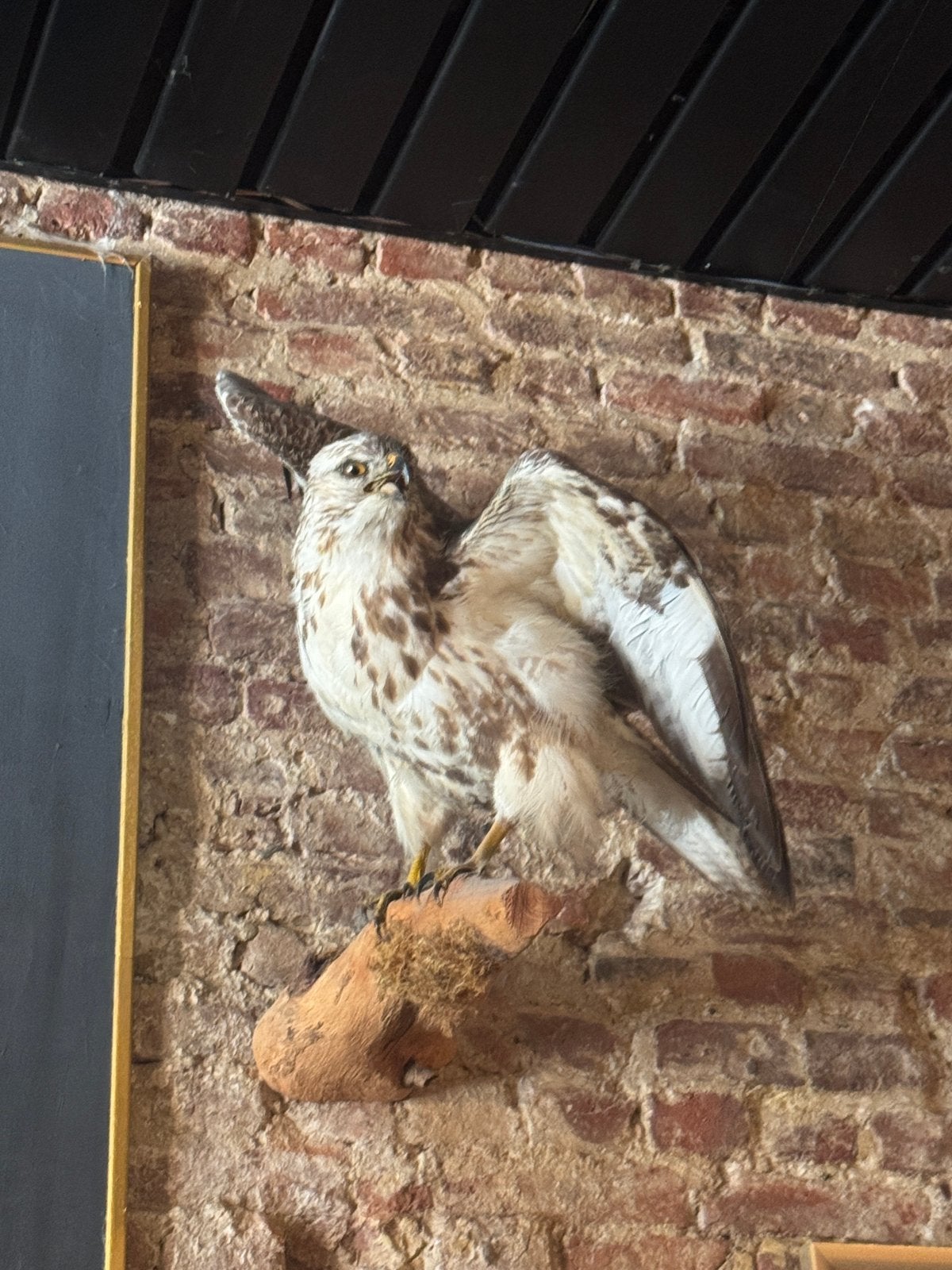 Taxidermie buizerd, Verzamelen, Ophalen, Zo goed als nieuw, Vogel, Opgezet dier