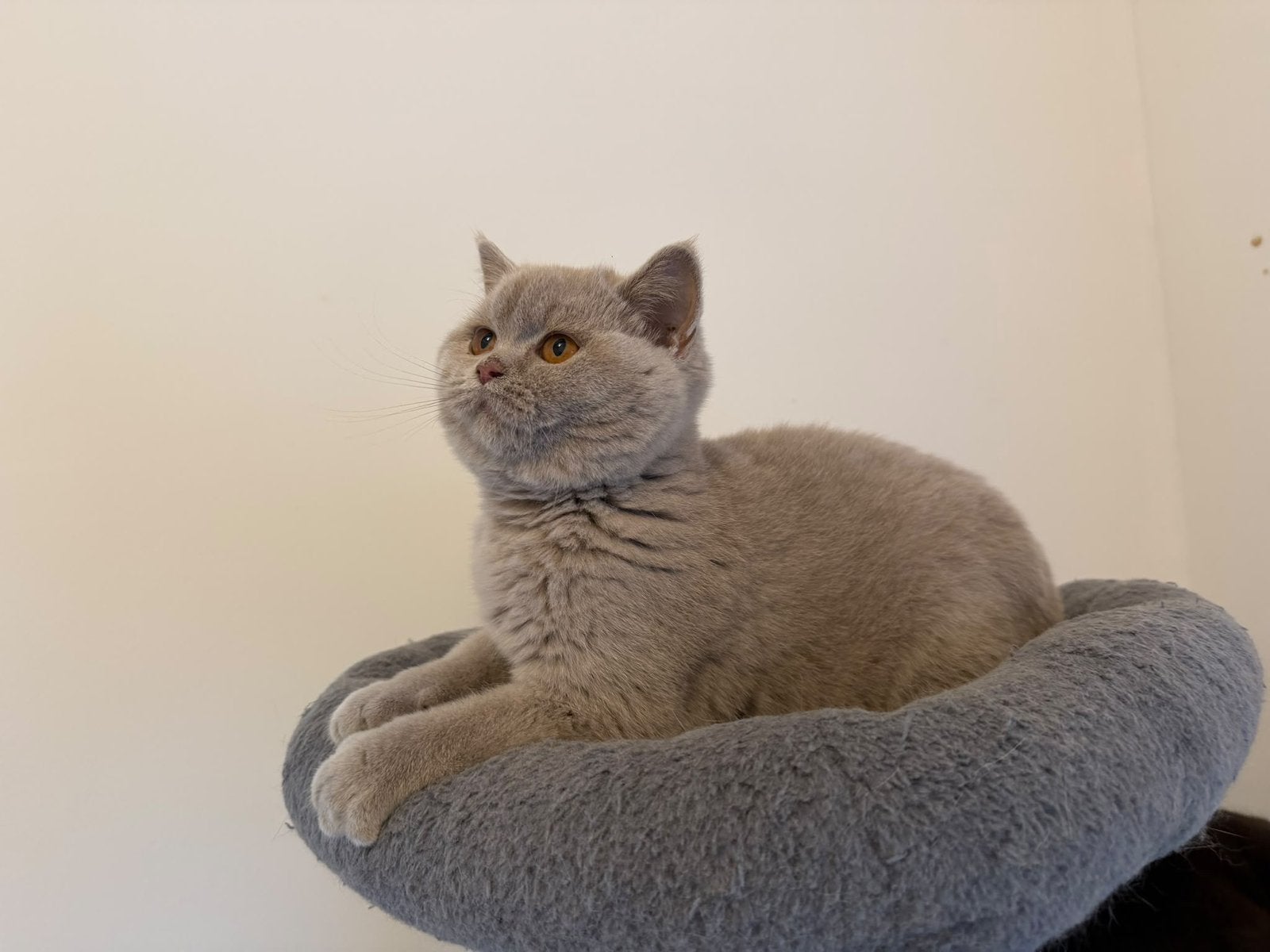 Britse korthaar kitten lilac met stamboom, Poes, Met stamboom