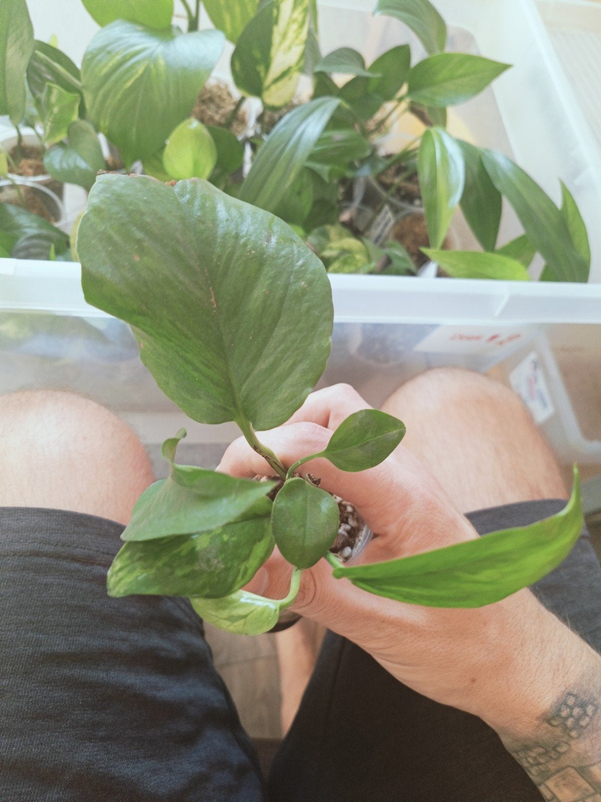 Epipremnum Jungle star, Overige soorten, In pot, Minder dan 100 cm, Groene kamerplant
