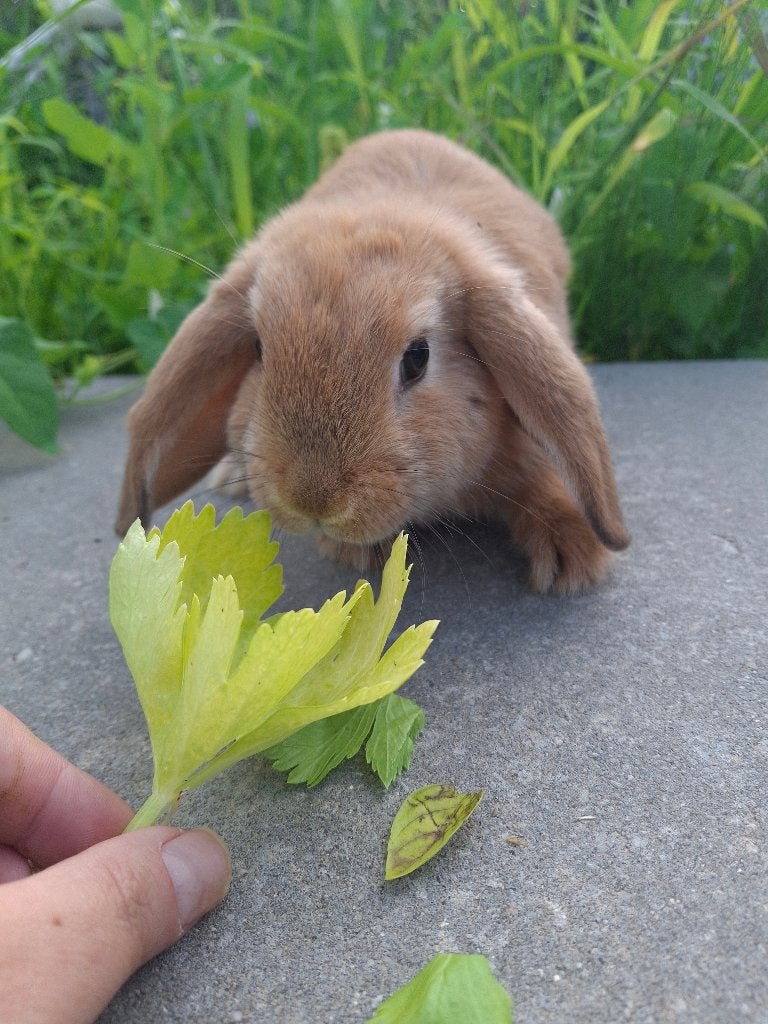 Stoer en knap rammetje, Dieren en Toebehoren, Konijnen, Mannelijk, Middelgroot, Hangoor, 0 tot 2 jaar