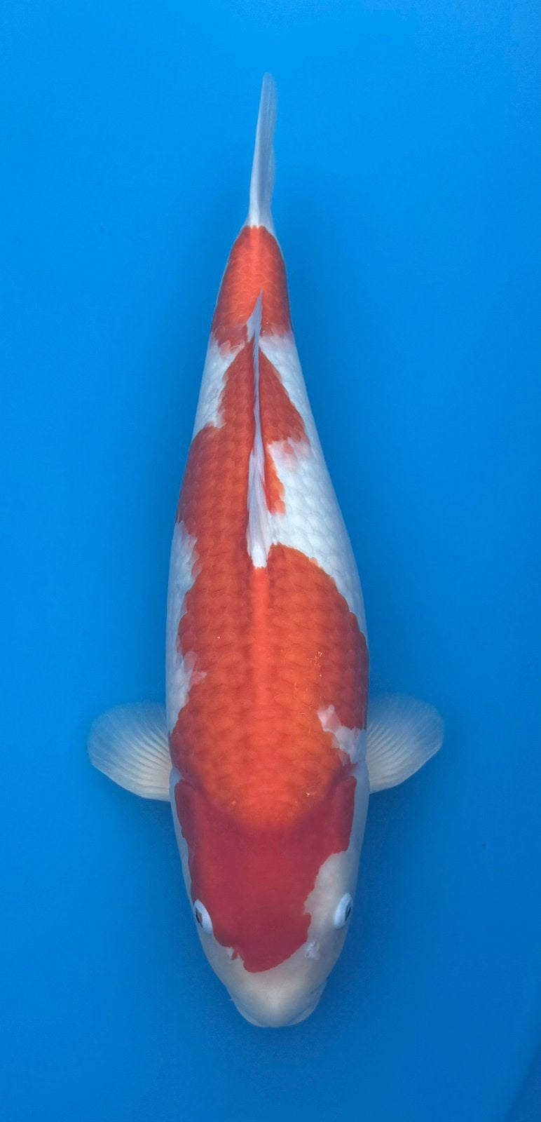 Kohaku, Karper of Koi