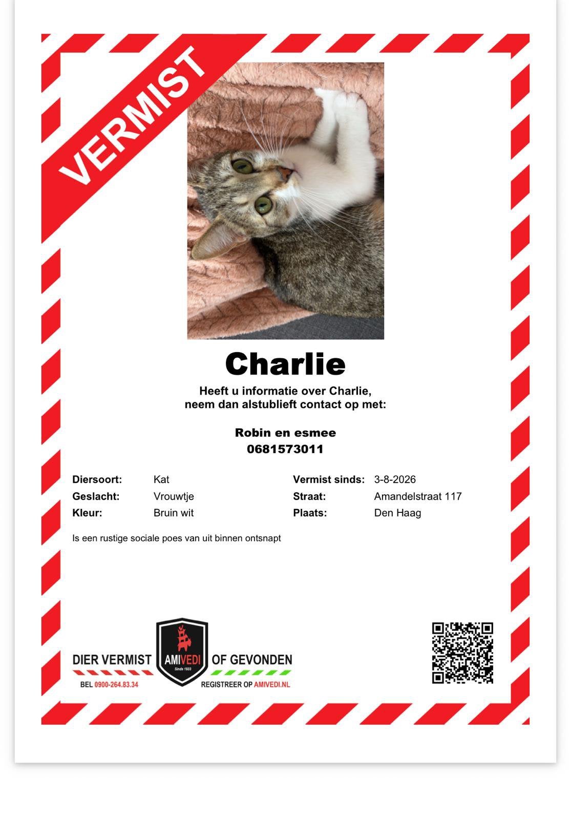 Vermist kat, Dieren en Toebehoren, Vermiste en Gevonden Dieren, Kat