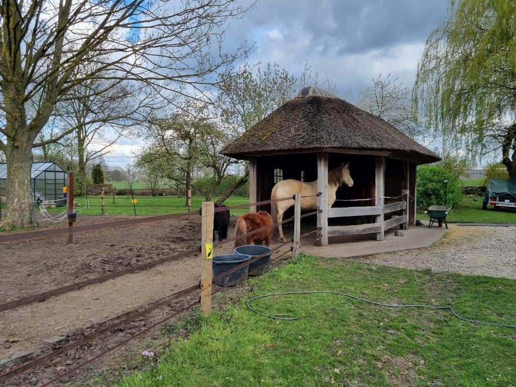 Verzorgpony 's aangeboden, Ophalen of Verzenden, Nieuw