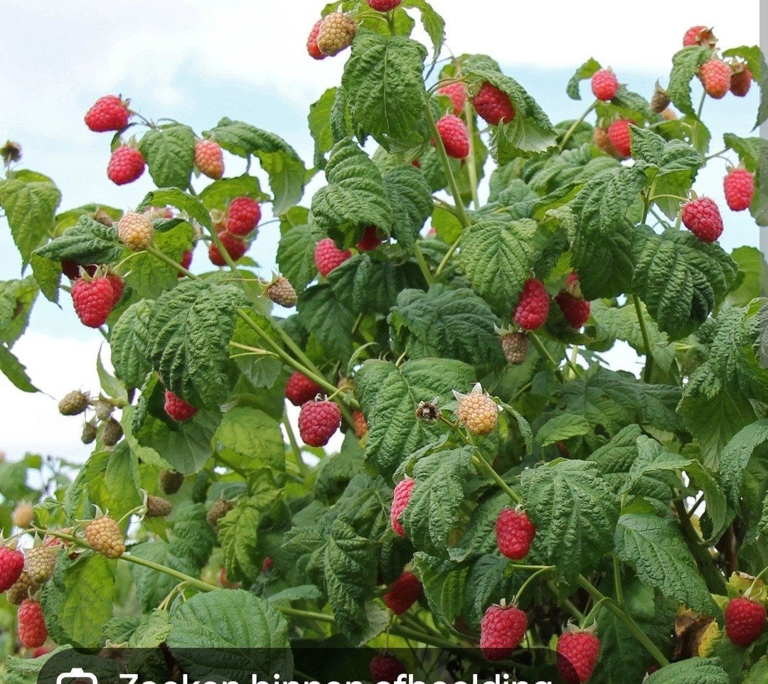 Framboos planten, Ophalen, Minder dan 100 cm, Overige soorten, Volle zon
