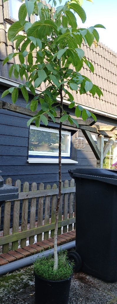 Walnoot, Tuin en Terras, Ophalen, Volle zon, In pot, Walnotenboom