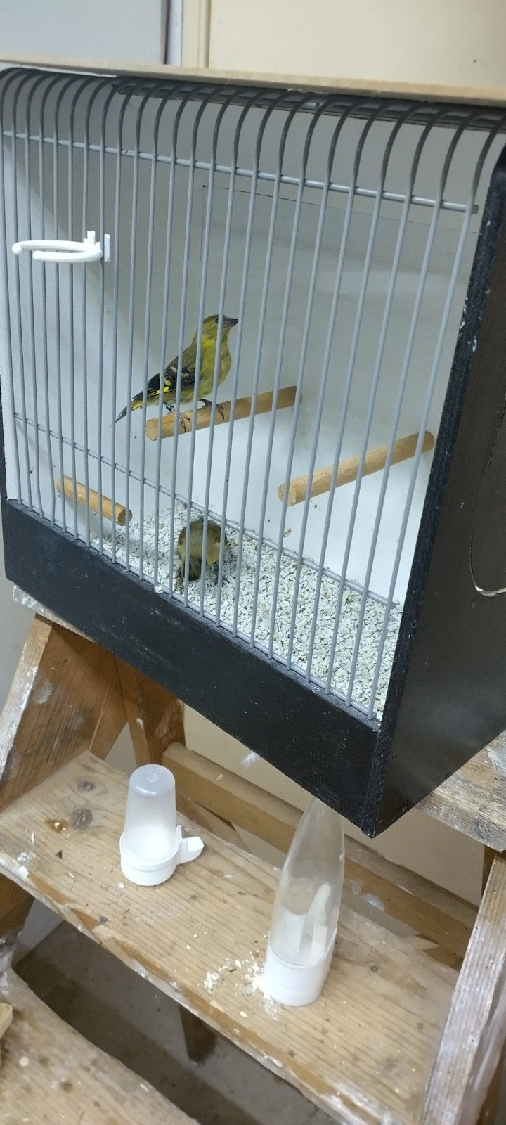 zwartkopsijzen, Meerdere dieren, Tropenvogel, Geringd