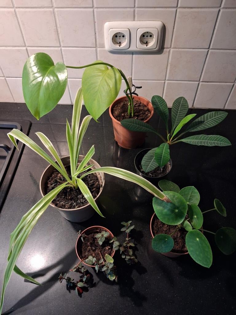 Gewortelde stekjes te ruil, Huis en Inrichting, Kamerplanten, Ophalen, Halfschaduw, Minder dan 100 cm