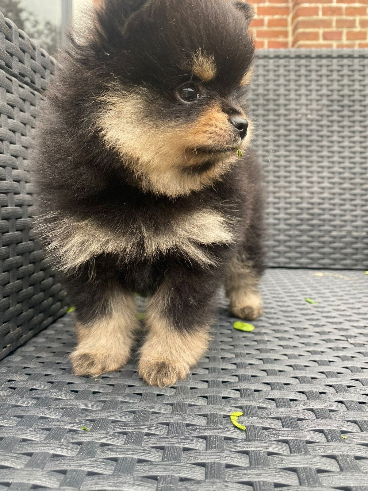 2 lieve black en tan pomeriaantjes zoeken hun goudenmandje., Keeshond, Reu, 8 tot 15 weken, Meerdere