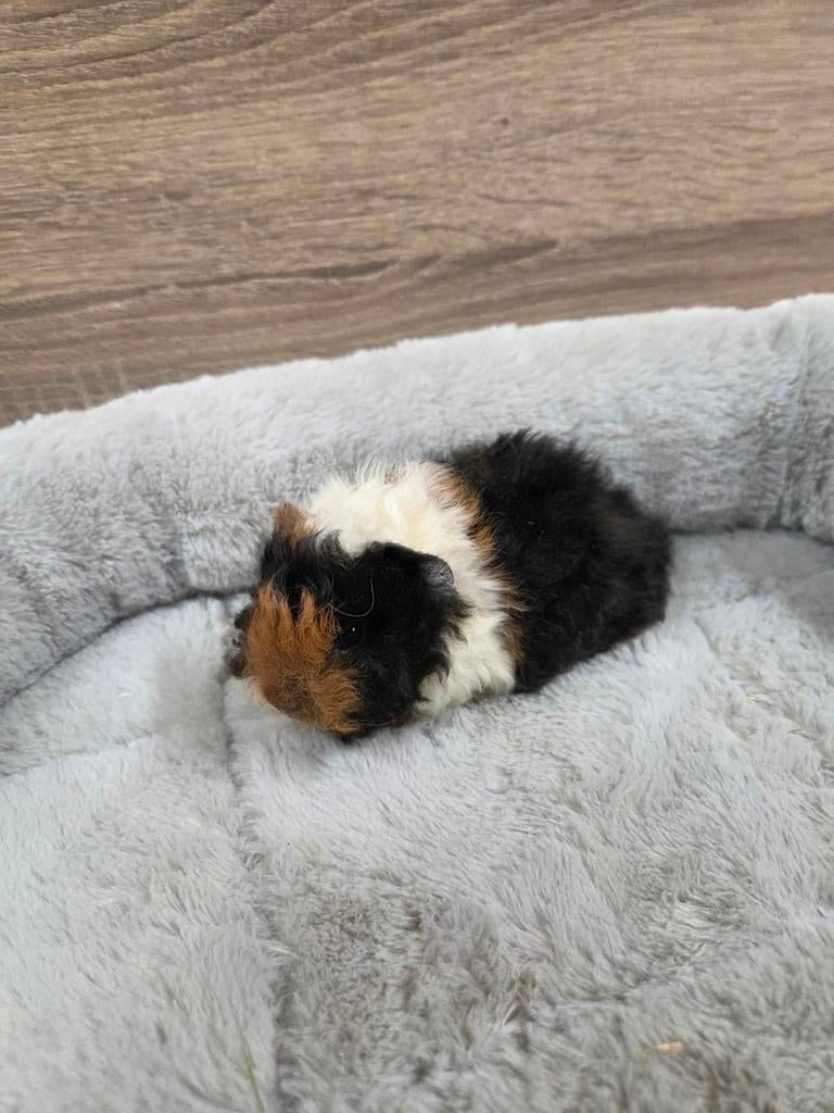 Lunkarya beertjes met stamboom, Dieren en Toebehoren, Knaagdieren, April, Mannelijk, Cavia