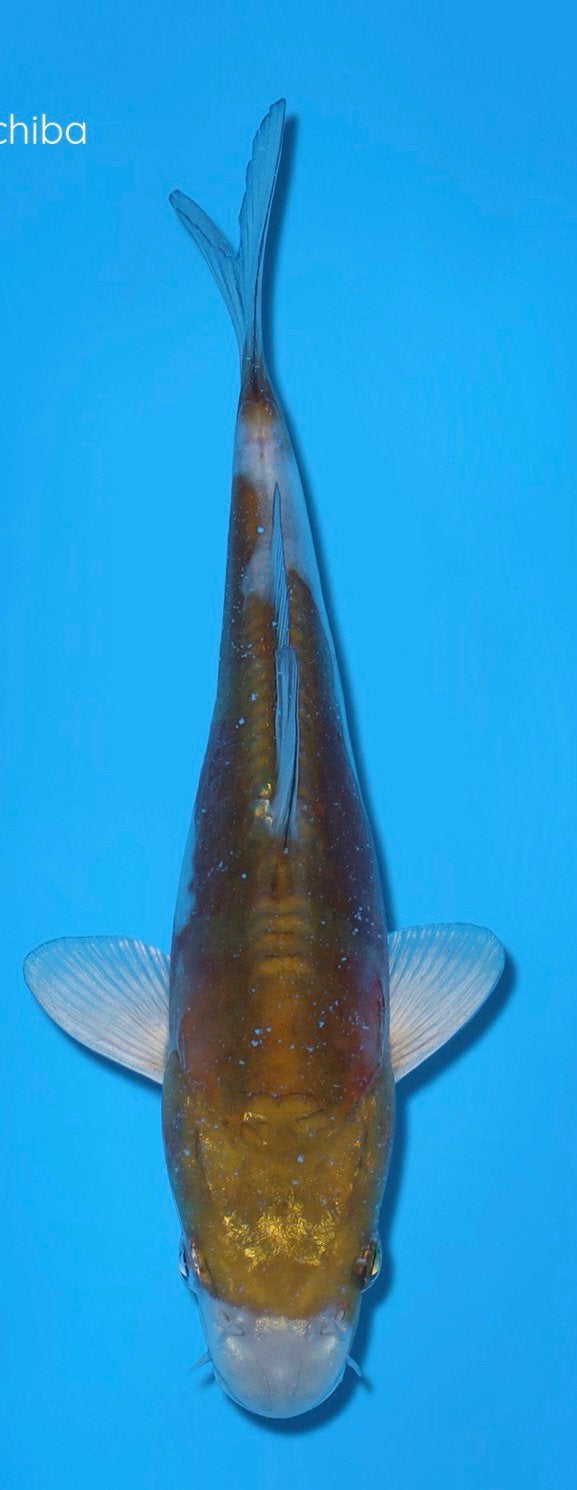 Doitsu ochiba koi 20cm, Dieren en Toebehoren, Vissen | Vijvervissen, Karper of Koi