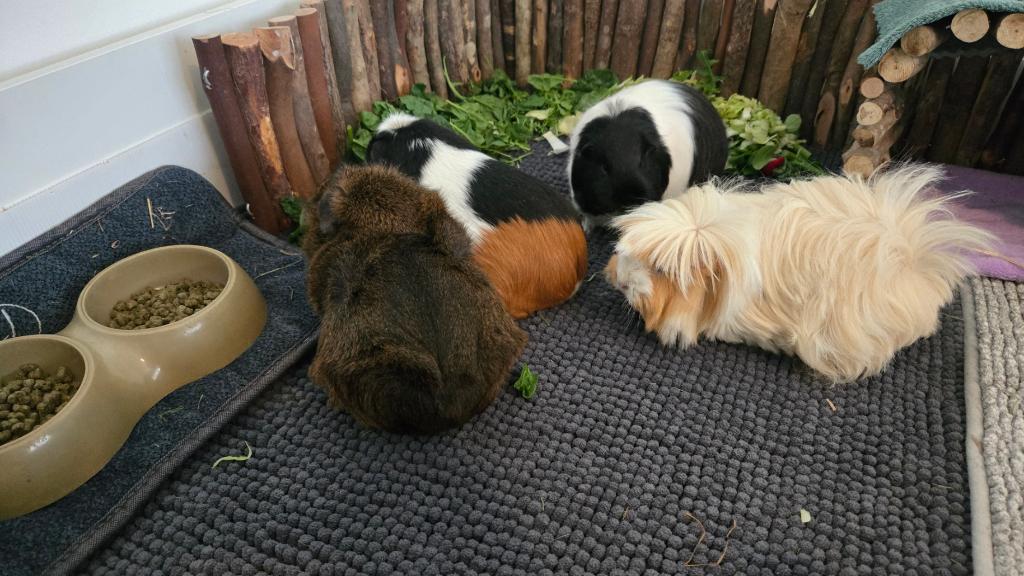 4 cavia's zoeken een nieuw huis, Dieren en Toebehoren, Knaagdieren, Januari, Meerdere dieren, Cavia