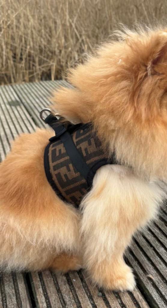 Fendi hondentuigje met riem maat L, Ophalen of Verzenden, Nieuw