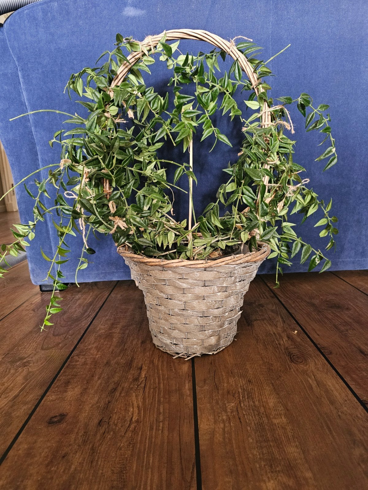 Hoya Bella - Prachtige wasbloem, Huis en Inrichting, Overige soorten, Minder dan 100 cm, Bloeiende kamerplant, Halfschaduw