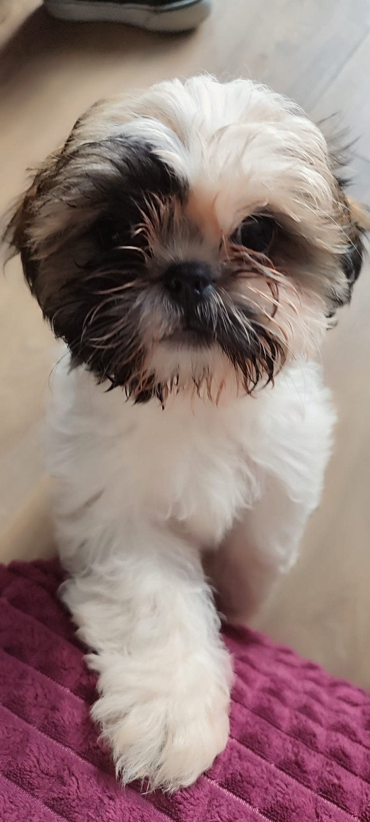 Pups shih-tzu, Overige rassen, 8 tot 15 weken, Parvo, Meerdere