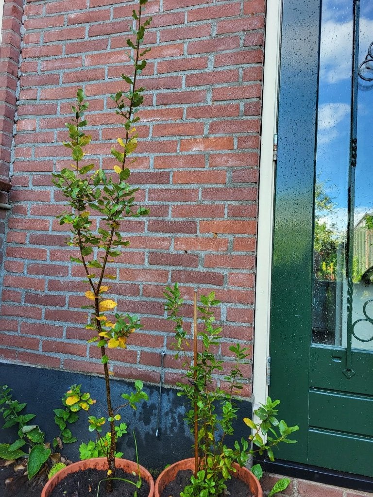 Kurkeiken 2st te koop, Overige soorten, Lente, Ophalen, Volle zon