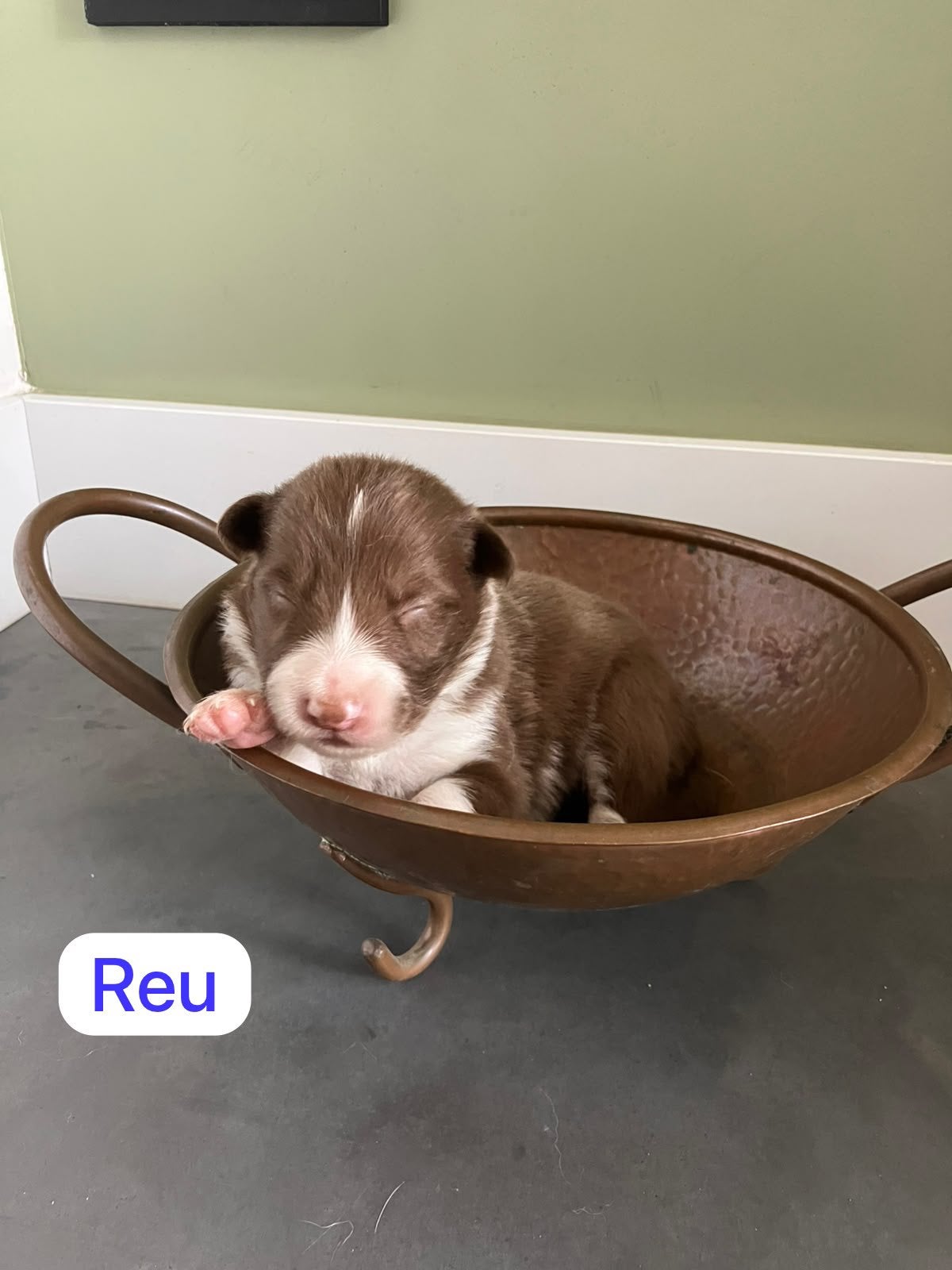Red merle en bruin-witte border collie pups!, Dieren en Toebehoren, Honden | Herdershonden en Veedrijvers, Parvo, 8 tot 15 weken
