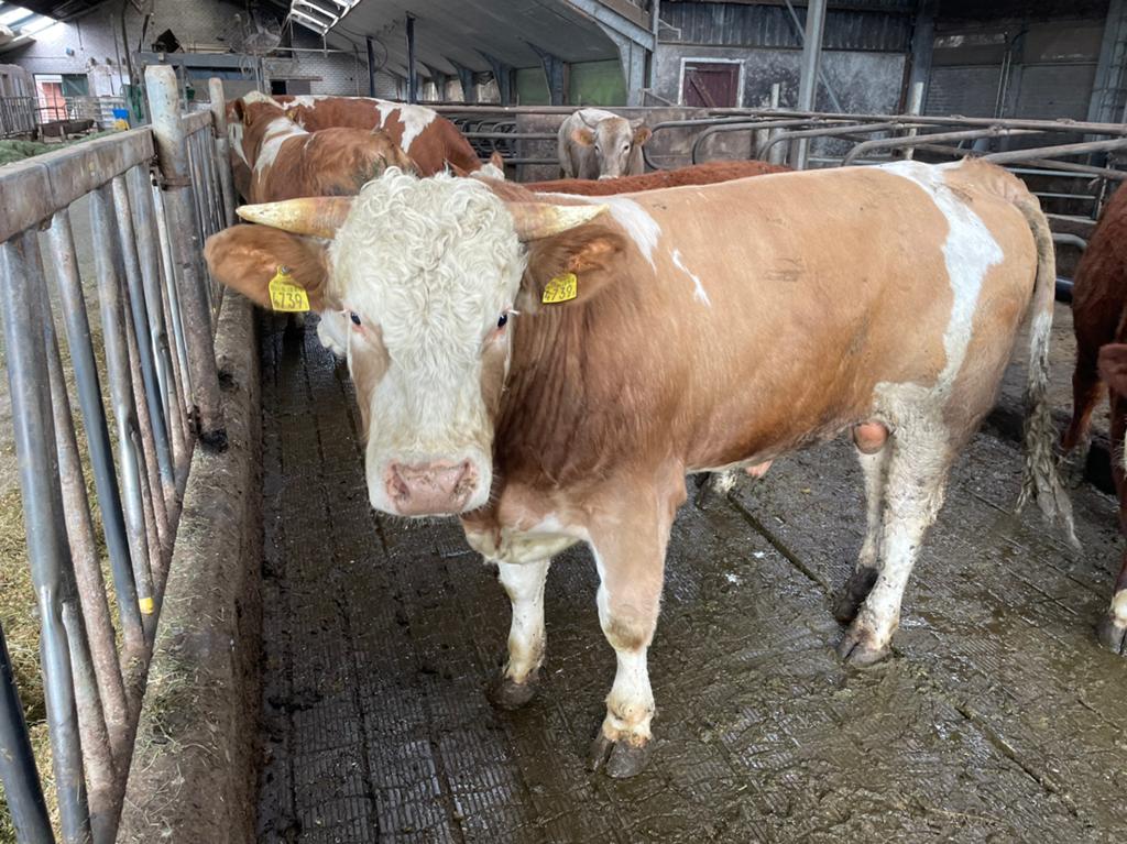 Fleckvieh dekstier, Dieren en Toebehoren, Mannelijk