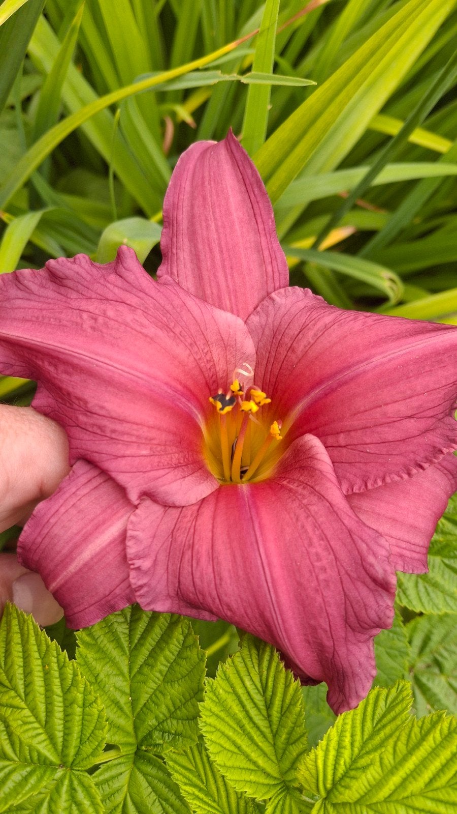 Daglelie, Tuin en Terras, Ophalen, Overige soorten, Volle zon