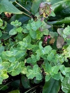 Appelmunt, een aromatisch kruid, Ophalen, Vaste plant, Overige soorten, Halfschaduw
