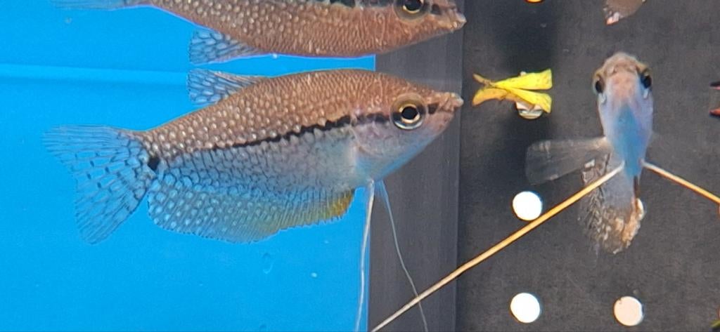 Diamant goerami trichopodus leerii aquarium vissen kopen, Ophalen of Verzenden
