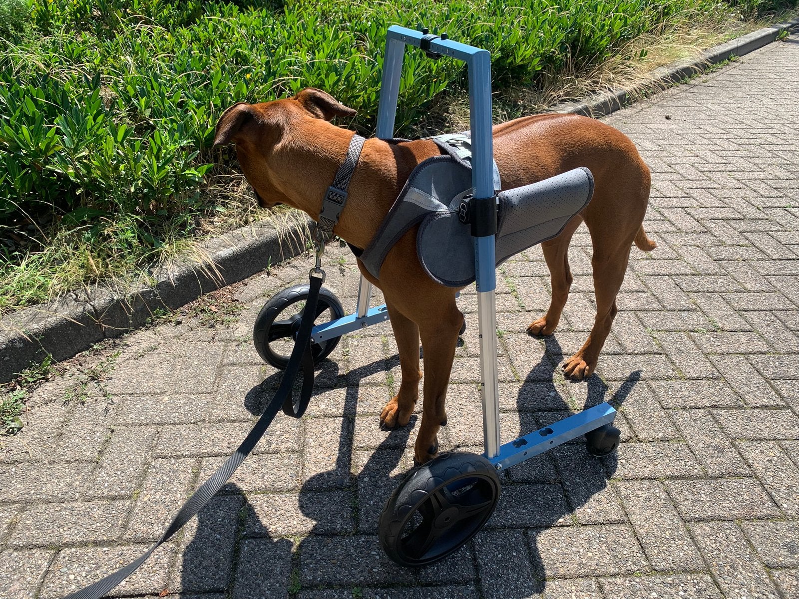 Looprek voor grote hond. Invalidewagen, rolstoel hond., Ophalen of Verzenden, Zo goed als nieuw