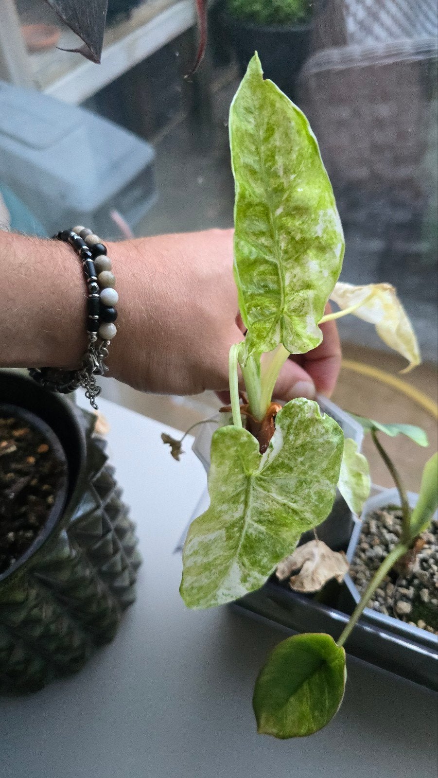 Alocasia Odora Batik Variegata - Unieke kamerplant, Vaste plant, Bloeit niet, Halfschaduw, Ophalen