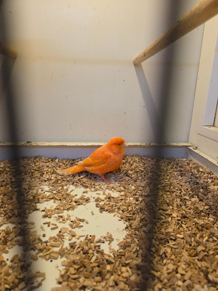 Roodschimmel pop, Dieren en Toebehoren, Vogels | Kanaries, Vrouwelijk, Kleurkanarie