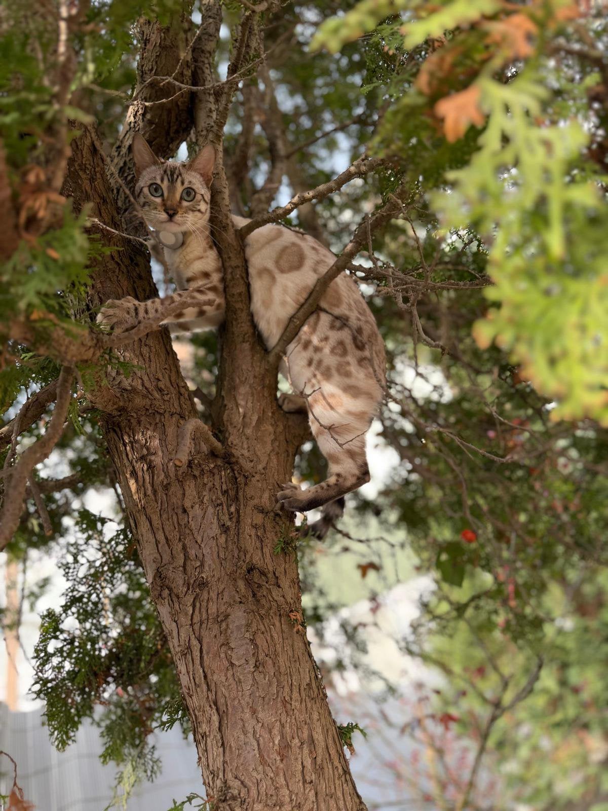 Bengaal snow lynx, Meerdere dieren