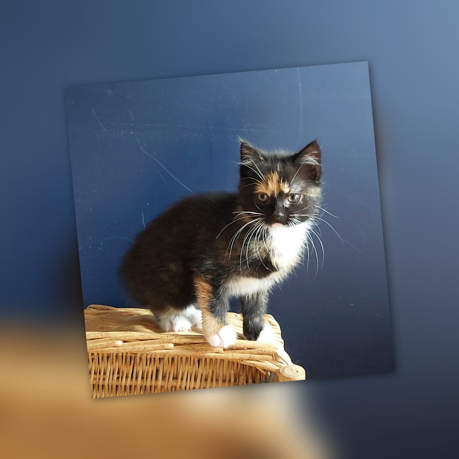 Zwart-wit-oranje lapjeskitten (V) 8 weken oud, Poes, Kortharig, 0 tot 2 jaar