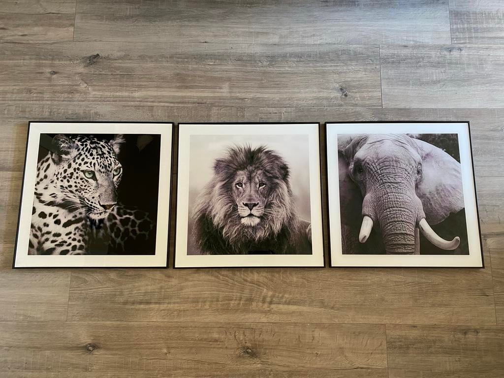 Set van 3 ingelijste zwart-wit dierenprints van glas, Ophalen, Overige materialen, 50 tot 75 cm, Zo goed als nieuw