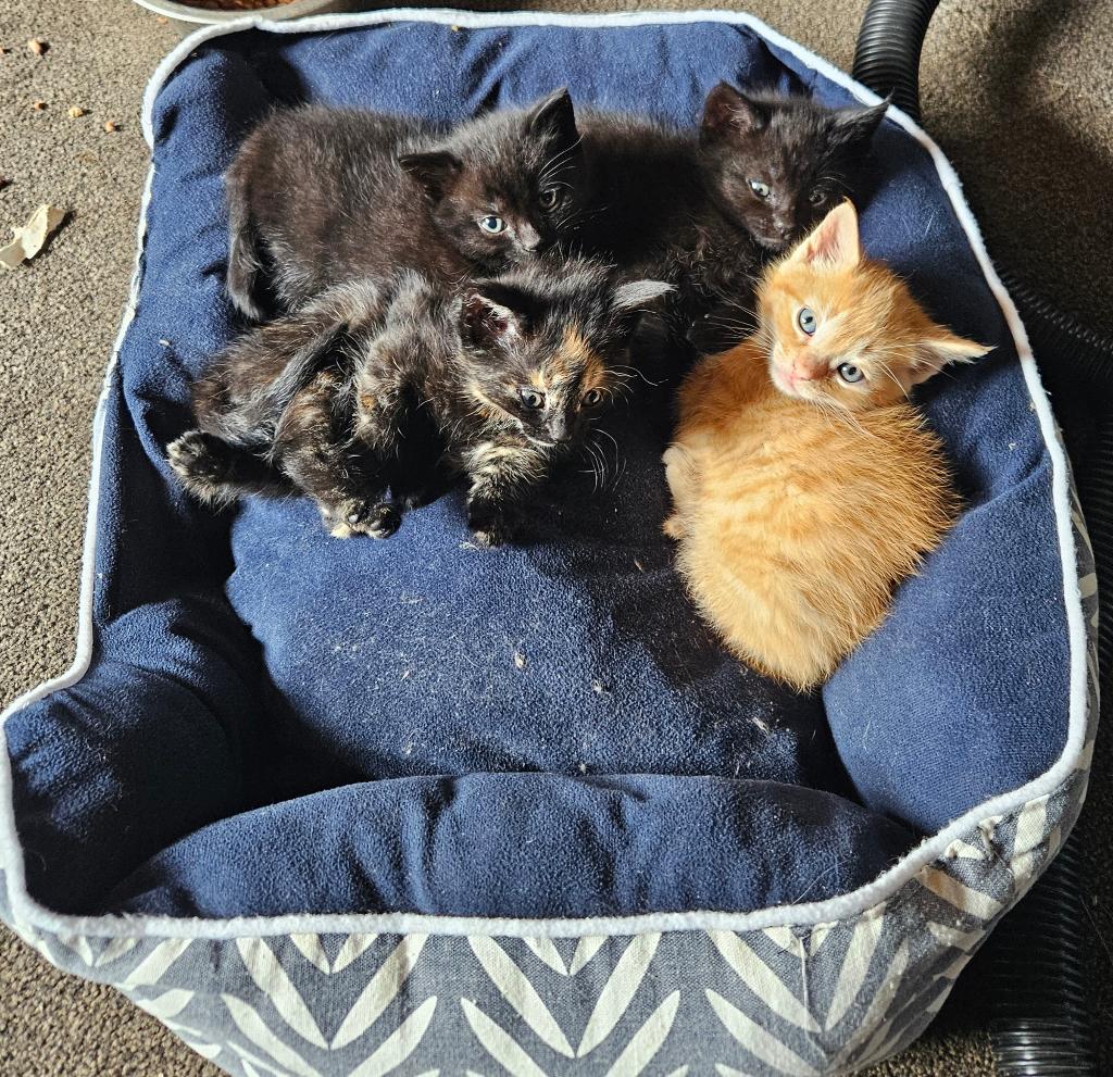 Kittens, Dieren en Toebehoren, Meerdere dieren, Kortharig, 0 tot 2 jaar