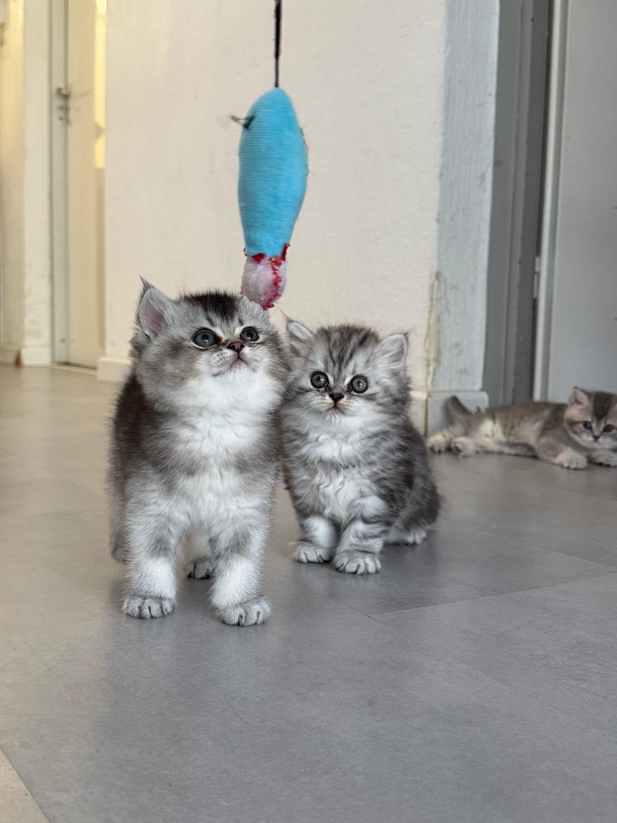 Britse korthaar kittens, special edition, Meerdere dieren, Ontwormd