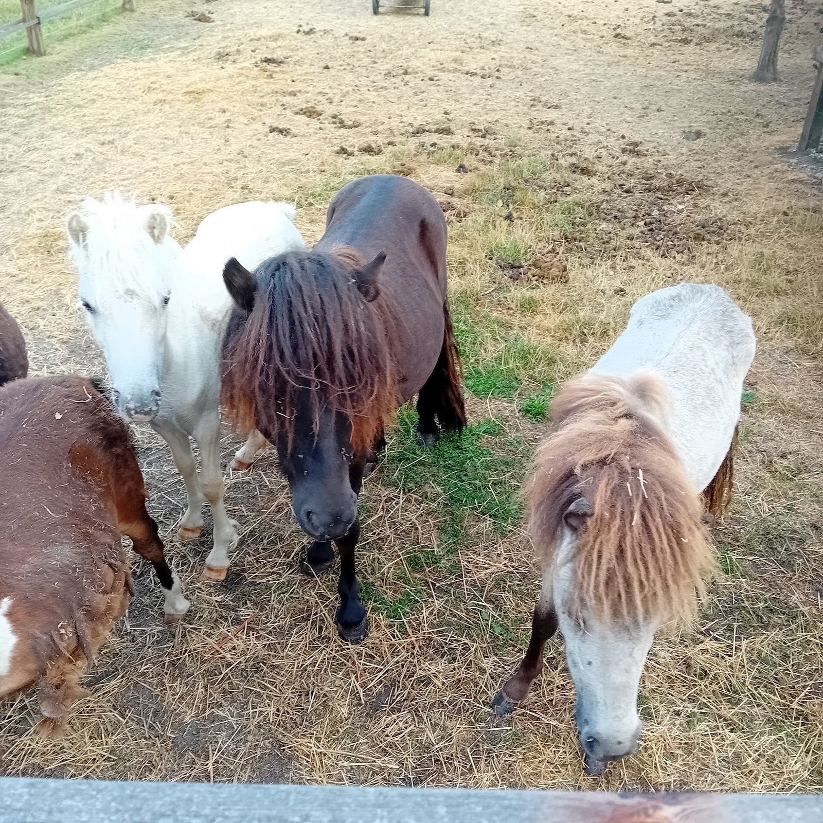 jaarling hengsten, Hengst, A pony (tot 1.17m), 0 tot 2 jaar