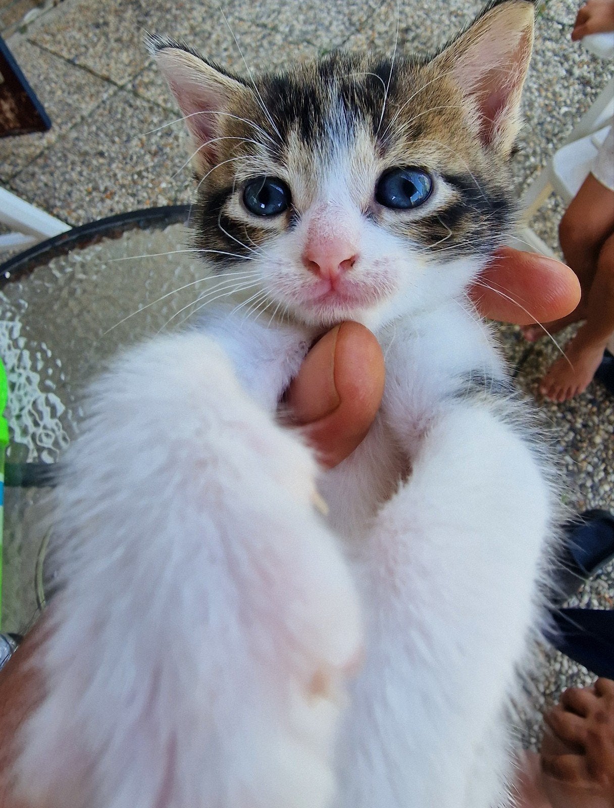 Zwart is een jonge witte is een meisje Tiger kleur. Is jong, Dieren en Toebehoren, Poes
