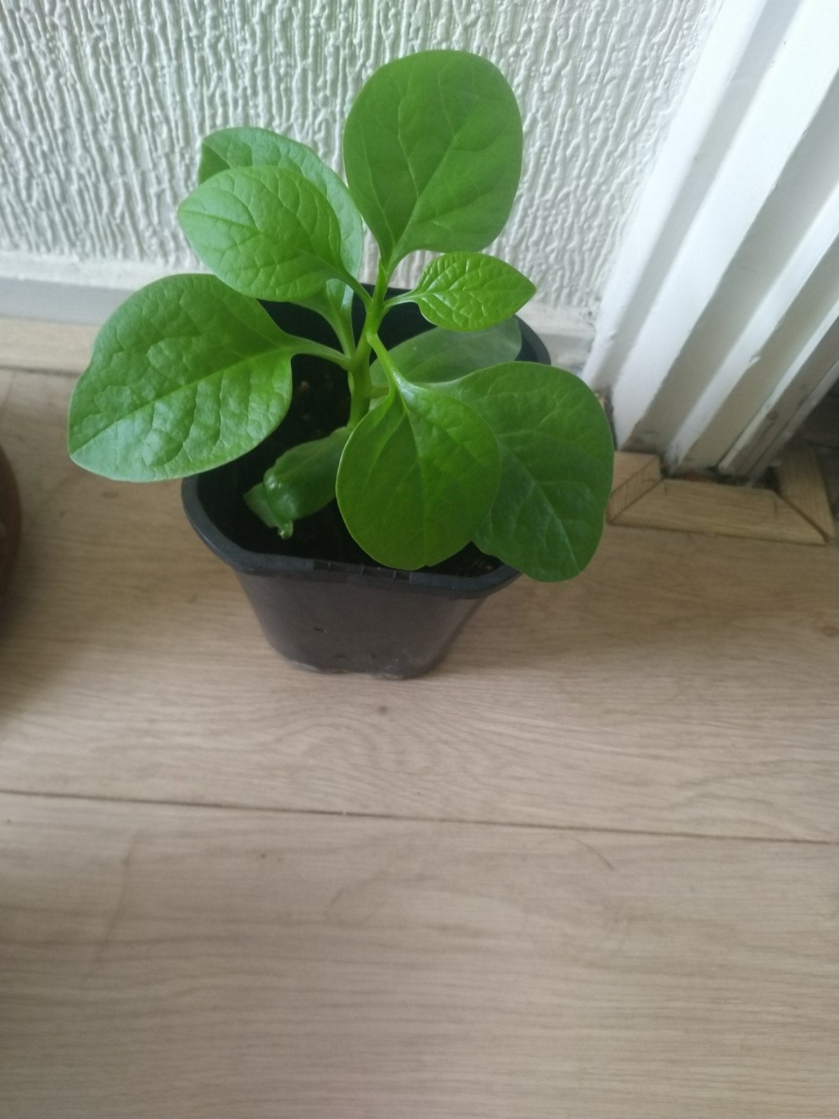 Surinaamse spinazie plant, Huis en Inrichting, Ophalen, Halfschaduw