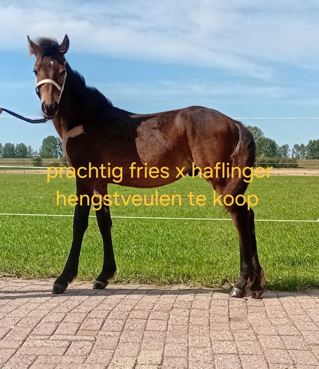 prachtig fries x haflinger hengstveulen
Fries  Haflinger h, Dieren en Toebehoren, Paarden, Minder dan 160 cm, Niet van toepassing