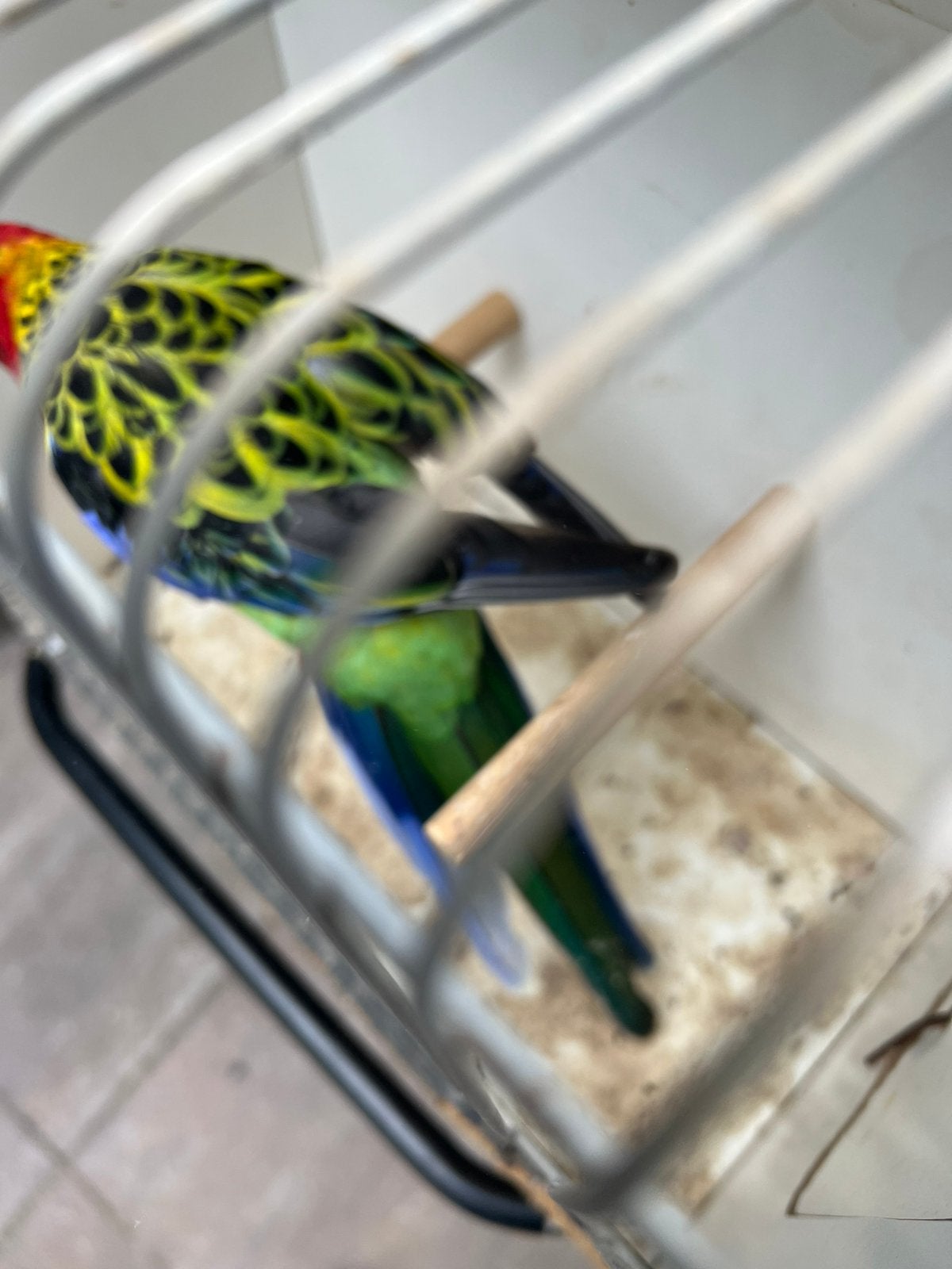 Rosella’s, Meerdere dieren, Parkiet