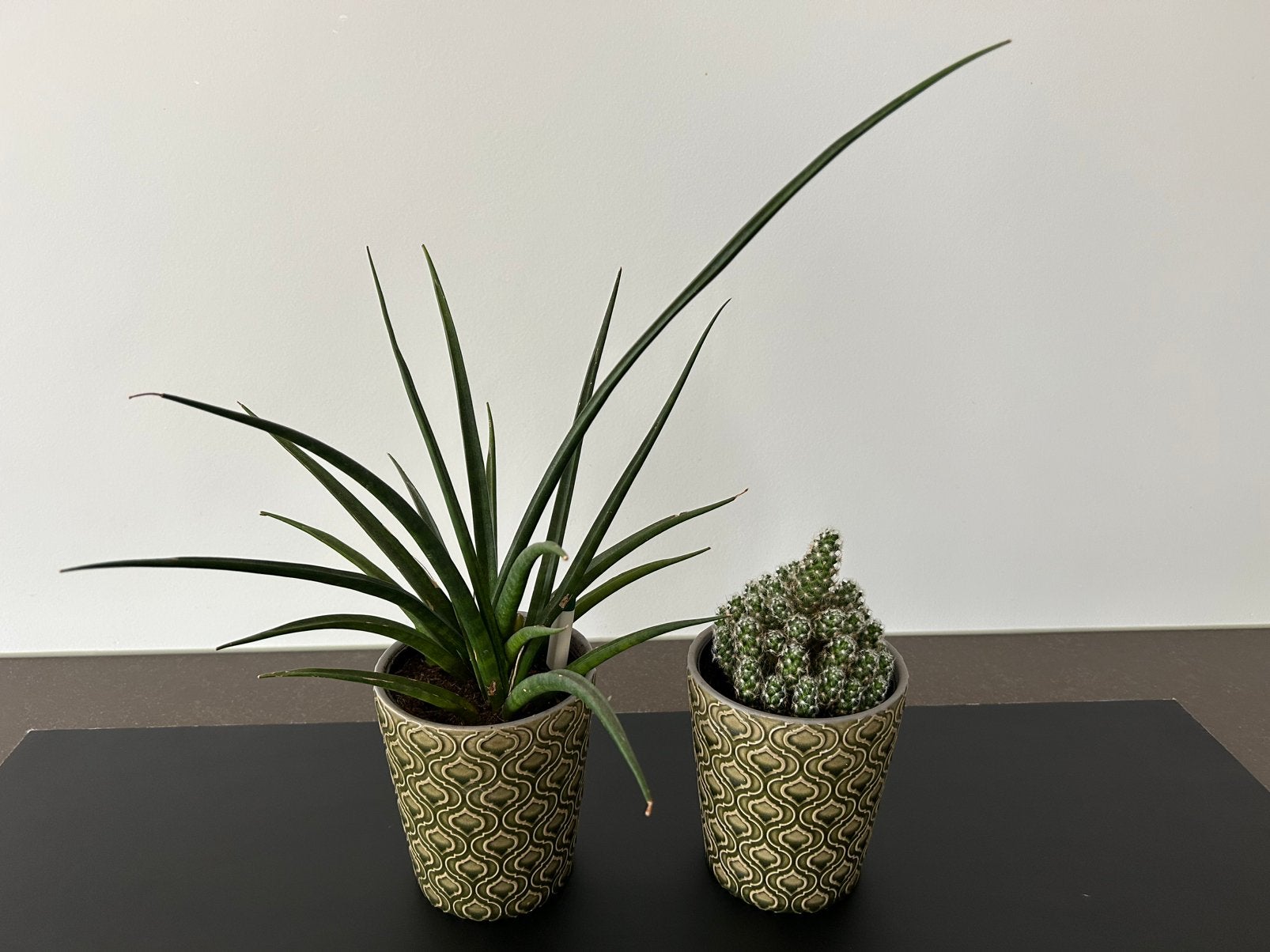 Vetplant en cactus in mooie retro groene ompotten, Ophalen, Minder dan 100 cm, In pot, Cactus