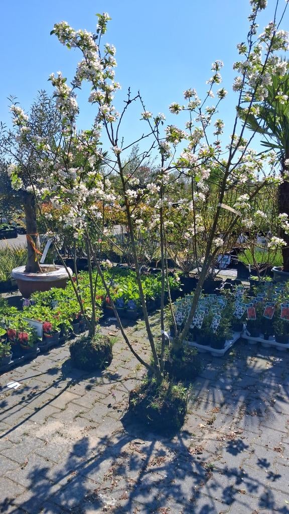 3 x Malus Red Sentinel - Meerstammige Sierappel, Ophalen of Verzenden, Lente, Halfschaduw, 100 tot 250 cm